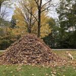 Stella the lab stares up at the pile of leaves in her Maine yard. A video of the dog plunging into the leaves has gone viral. 