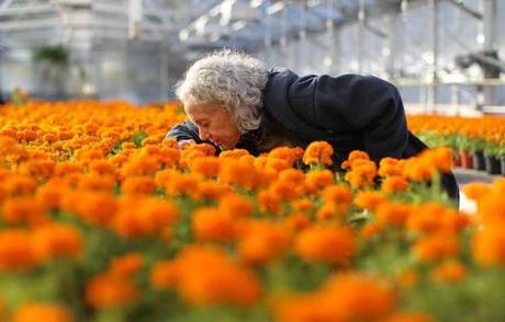 Heidi Schork, director of the Mayor's Mural Crew, smells the fragrant marigolds in a greenhouse in Franklin Park Yard. The city is growing marigolds for the Day of the Dead event in Copley Square on Nov. 1-2. The fragrant flower is thought to guide the spirits home. 
