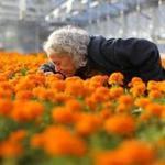 Heidi Schork, director of the mayor's mural crew, smelled the fragrant marigolds in a greenhouse in Franklin Park Yard. The city is growing marigolds for the Day of the Dead event in Copley Square on Nov. 1 and 2. 