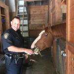 Wilmington Officer Ronald Alpers feeds hay to one of the three horses after they were safely returned to their barn.
