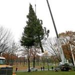The annual gift of an evergreen Christmas tree from Nova Scotia arrived Tuesday and was set up for the holidays.