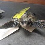 A frozen Kemp?s Ridley sea turtle found on a Cape Cod shore.  