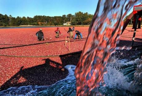 Carver-10/19/18 From September 15 until November 15, the A.D. Makepeace Company harvests cranberries at their 1700 acres of bogs throughout the South Shore, including the 250 acres of cranberry bogs on Pond Street. Water pours from a wash truck where debris is removed from the cranberries before dropping into a shipping truck. Most of the workers are immigrants who are hired for the seasonal work. Eighteen tractor trailer truckloadshaul away the cranberries from the Pond Street bog. Photo by John Tlumacki/Globe Staff(metro)
