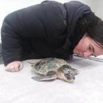 A Wellfleet Bay staff member, Maureen Duffy, observed a Kemp?s ridley turtle that survived.
