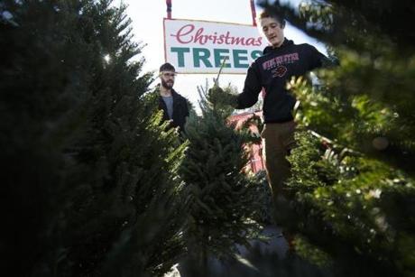 Quinn Gregory of New York (right) helped Alex Woodruff of Brighton select the perfect Christmas tree last November. 
