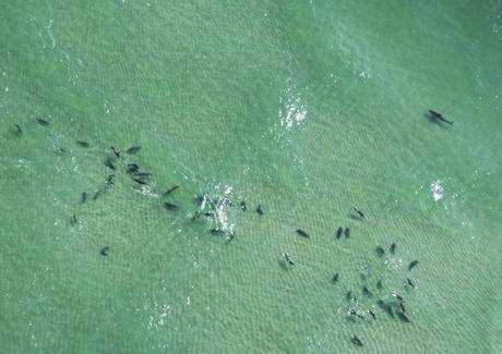 A white shark at right swims close to a pack of gray seals in shallow waters off Lighthouse Beach in Chatham, Massachusetts, U.S., in this undated photo provided to the media on Tuesday, June 28, 2011. The great white sharks swimming off the waters of Chatham are boosting its economy by luring more tourists; now the town is wondering whether being so popular will have a bite. Source: Massachusetts Division of Marine Fisheries via Bloomberg EDITOR'S NOTE: NO SALES. EDITORIAL USE ONLY. localsharks

