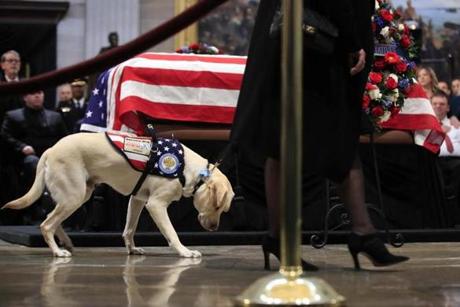 Sully, former President George H.W. Bush's service dog, pays his respect to Bush as he lie in state at the U.S. Capitol in Washington, Tuesday, Dec. 4, 2018. (AP Photo/Manuel Balce Ceneta)
