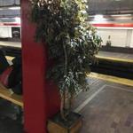 A mysterious fake tree recently appeared on the Red Line's center platform at Park Street Station.