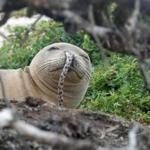 A juvenile Hawaiian monk seal was found with a spotted eel in its nose at French Frigate Shoals in the Northwestern Hawaiian Islands this past summer. 
