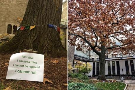 Some students at Harvard Divinity School are upset about the school?s plans to take down this tree. 
