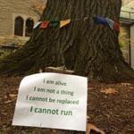 Some students at Harvard Divinity School are upset about the school?s plans to take down this tree. 