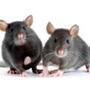 two little decorative rats on white background