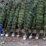 12/05/2018 Stow Ma- Jack Smith (cq) ,spent some time walking among the Christmas trees, at Honey Pot Hill Orchards, while visiting with his family. Jonathan Wiggs /Globe Staff Reporter:Topic: 