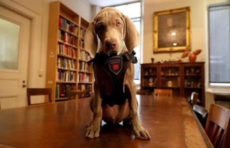 BGPOY SLIDER2018 Boston, MA., 01/09/17, The Museum of Fine Arts is training twelve-week old Riley, a Weimaraner. Riley will learn to detect various scents for both security and conservation- such as dangerous objects, moths, and other pests that could damage the collection. Suzanne Kreiter/Globe staff
