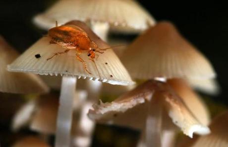 BGPOY SLIDER2018 Boston, MA - 10/03/18 - Mushrooms are proliferating in Olmsted Park in Jamaica Plain. Mushrooms were identified by David Babik of the Boston Mycological Club. (Lane Turner/Globe Staff) Reporter: (in caps, pun intended) Topic: ()
