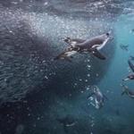Galapagos penguins fish off Isabela Island in the Galápagos Islands, Nov. 12, 2018. Climate change is ravaging the natural laboratory that inspired Darwin, and the creatures here are on the brink of crisis. (Josh Haner/The New York Times)