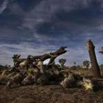 JOSHUA TREE, CA - JANUARY 8, 2019: A once vibrant Joshua Tree has been severed in half in an act of vandalism in Joshua Tree National Park on January 8, 2019 in Joshua Tree, California. The park may temporarily close on Thursday because of the government shutdown. (Gina Ferazzi/Los AngelesTimes) MUST CREDIT