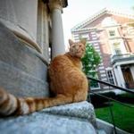 Despite being a cat, Remy is seen hanging out near Harvard?s Barker Center. 