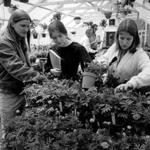 Students worked in the greenhouse, in 1976, at Hampshire College, which encourages educational experimentation.