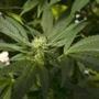 A marijuana plant in the coastal mountain range of San Luis Obispo, Calif.