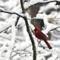 A cardinal waits for his turn at a bird feeder in the snow. Snow is falling in most of central Alabama Friday, Dec. 8, 2017, and will continue until mid afternoon. Accumulation of 1-3 inches is possible. Snow begins to accumulate near Springville, Ala. (Joe Songer/AL.com via AP)

