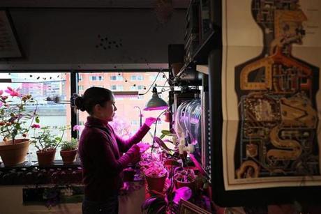 Dr. Alice Flaherty was bathed in magenta grow light in her office at Mass. General. 
