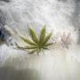 A wedding dress with an embroidered marijuana leaf on the front is seen displayed at the High Vibe Bride booth during the Cannabis Wedding Expo in Los Angeles on Saturday, Jan. 26, 2019. (AP Photo/Richard Vogel)