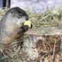 Lincoln, MA--02/02/2019-Mrs. G, the Official Groundhog of Massachusetts, eats some corn at the Mass Audubon's Drumlin Farm Wildlife Sanctuary on Groundhog Day. Mrs. G predicted that we will have 6 more weeks of winter. (Nathan Klima for the Boston Globe) Topic: 03groundhog Reporter: