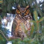 03zonature -- An adult great horned owl in a tree in Mt. Auburn Cemetery in February 2009. The photographer, John Harrison, named him 