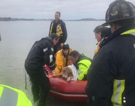 A technical rescue crew brought Kai, a 12-year-old golden retriever, back to shore.
