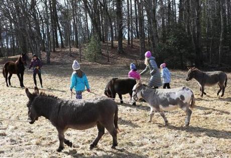 Humans and donkeys shared a stroll on Sunday, organized by the Equine Rescue Network.
