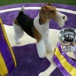 King, the wire hair fox terrier, posed after winning 