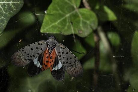 State officials are asking residents to inspect indoor plants after a spotted lanternfly was discovered in a Boston home. An invasive insect that feasts on crops like almonds, apples, grapes, hops, stone fruits, and walnut trees, the spotted lanternfly was first detected in the US in 2014 in Pennsylvania. 
