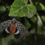 State officials are asking residents to inspect indoor plants after a spotted lanternfly was discovered in a Boston home. An invasive insect that feasts on crops like almonds, apples, grapes, hops, stone fruits, and walnut trees, the spotted lanternfly was first detected in the US in 2014 in Pennsylvania. 