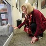 Mary Nee, president of the Animal Rescue League of Boston, visited with Marlee, a cat who was recently rescued, near her office. 