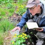 Richard Primack monitoring marsh marigolds in Newton for flowering time.