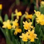 BOSTON, MA - 3/12/2019: Daffodil..... Boston Flower & Garden Show that opens on March 13th-17....a touch of springtime indoors at the Seaport World Trade Center in Boston. (David L Ryan/Globe Staff ) SECTION: METRO TOPIC stand alone photo