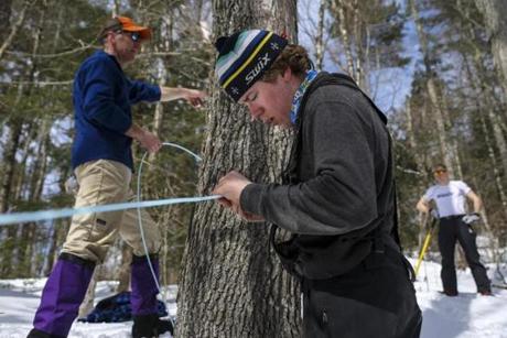 Ben Ogden, 19, works on a maple line while his father, John Ogden (left), instructs Matias Ovrum, 19, in Londonderry, VT on Tuesday afternoon. 
