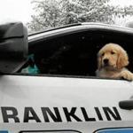 This young golden retriever will serve as a therapy dog with the Franklin Police Department.