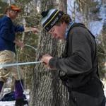 Ben Ogden, 19, works on a maple line while his father, John Ogden (left), instructs Matias Ovrum, 19, in Londonderry, VT on Tuesday afternoon. 