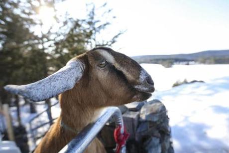 Fair Haven, VT--03/12/2019--Lincoln, a three-year-old goat, was sworn in as the mayor of Fair Haven, VT on Tuesday evening. (Nathan Klima for The Boston Globe) Topic: 13goatmayor Reporter:
