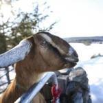Lincoln, a 3-year-old Nubian goat, was sworn in as the mayor of Fair Haven, Vermont, on Tuesday evening.