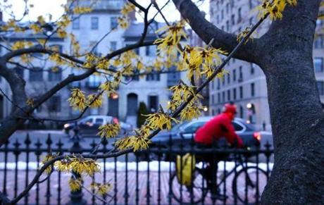 Trees began to flower at the Public Garden in Boston on March 21 last year. 

