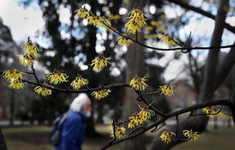 BOSTON, MA - March 19, 2019: - Witch Hazel flowers bloom at the Boston Public Garden in Boston, MA on March 19, 2019. (This year, spring arrives on March 20 at 5:58 p.m. While this is the date of astronomical spring, climatologically, spring started three weeks ago, and will end May 30. Although it was cold and relatively snowy the first half of this month, the angle of the sun has been getting higher and higher. The strength of the solar radiation this time of year is the same as it would be on the first day of fall in late September ? quite powerful.) (Craig F. Walker/Globe Staff) section: Metro reporter: 
