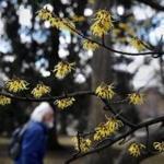 BOSTON, MA - March 19, 2019: - Witch Hazel flowers bloom at the Boston Public Garden in Boston, MA on March 19, 2019. (This year, spring arrives on March 20 at 5:58 p.m. While this is the date of astronomical spring, climatologically, spring started three weeks ago, and will end May 30. Although it was cold and relatively snowy the first half of this month, the angle of the sun has been getting higher and higher. The strength of the solar radiation this time of year is the same as it would be on the first day of fall in late September ? quite powerful.) (Craig F. Walker/Globe Staff) section: Metro reporter: 