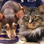 Kitty, a long-haired tabby cat and Leila, a Chihuahua are staying together at the MSPCA, waiting for a new owners to adopt them together.