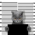 Bad cat at the police station. Photo on white background