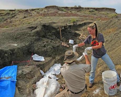 Robert DePalma and field assistant Kylie Ruble removed fossils in North Dakota on Friday.
