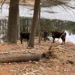 On Friday, three calves were found wandering through Harold Parker State Forest in Andover.
