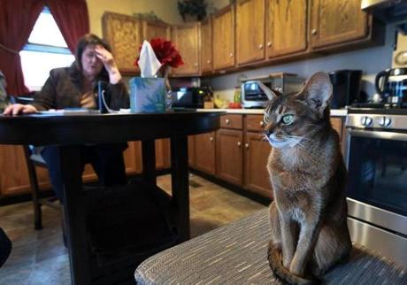 Susan Deren, a pet communicator, is pictured in her kitchen as she talks on speaker phone with a client named Dawn regarding her dog Luna. Deren's cat Kaiya is on the chair in the foreground. 
